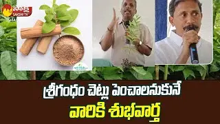 Good News For Those Who Want To Grow Srigandham Trees | Sri Gandham Farming | @Sakshi TV Sagubadi