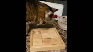 Smart Kitty Playing Cat Sudoku for Treats