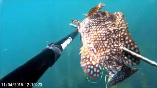 Pesca submarina Galicia ( Ria de Ferrol ) - Congrio -