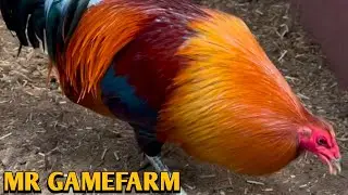 McLean hatch Grey Kelso - MR FARM