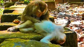 Aunt​ Luna help grooming Rainbow while Rainbow is tired because she is pregnant