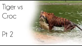 Tiger Kills Crocodile Part 2/Rare footage, once in a lifetime encounter
