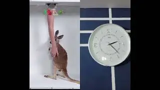 Mr beast in india #challenge #funny #zoo #animals #pets