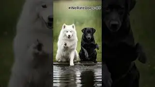 🐶🎶 Dog Gana Ga Raha Hai 🤩 | So Cute!🐕🎤 Yeh Dog Sach Mein Gana Ga Raha Hai 😱 #WeRateDogs-09 #2026 new