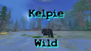 Kelpie Wild –SSO Music Videos-