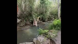 Masons Falls hike (13.8 km) Kinglake National Park