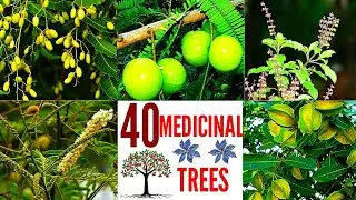 40 Medicinal Trees / Medicinal Plants / Herbal Medicine / Herbs / Ayurveda Medicine / Ayurvedic