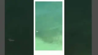 A shark swims next to a man