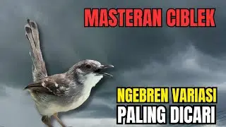 Masteran Ciblek Ngebren Variasi Suara Jernih | Masteran Ciblek Terbaik