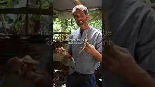 🐓 Permaculture Chickens &ndash; Part 1: Compost, Microbes & Chicken Magic