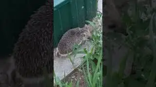 Милый ушастик))#зверьёмоё #ежики #садогород #милаха