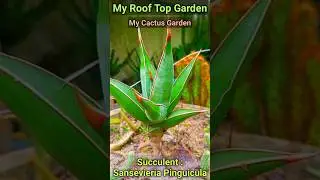 Hardy Succulent Sansevieria Pinguicula in My Cactus Garden | Desert Garden Desert Plant