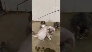 Cats like to play 🐈🐈