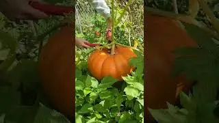 Harvesting Cinderella Pumpkin #asmr #picking
