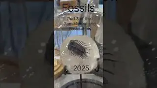 Fossils at the East Coast Gem, Mineral & Fossil Show 2025 #fossils #fossildiscoveries #history