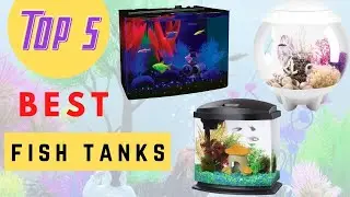 Top 5 Best Fish Tanks For This Year