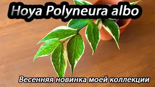 Hoya Polyneura albo- весенняя новинка моей коллекции.