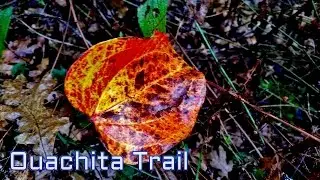 Ouachita Trail - Day 2 - Boardstand/Old Military Road Loop