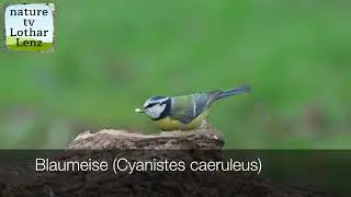 Blaumeise&nbsp;(Cyanistes caeruleu)