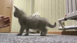 British Kitten Of Cat Kylie In Her New Home. Британский котёнок кошки Кайли в своём новом доме.