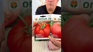 #seminte1 #seminterosii #rosiigigant #tomato #gigantdegradina #agricultura #solar #everyone #fans