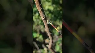 dragonfly (suborder Anisoptera )
