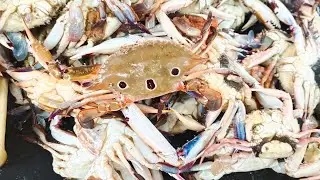 Crabs Cutting & Cleaning | Fastest Cleaning | Cutting Types 360*