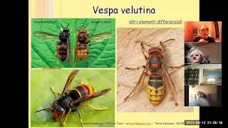 Alimentazione nido stretto Vespa velutina