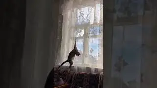 A playful cat was hanging from the curtains and stuck her claws