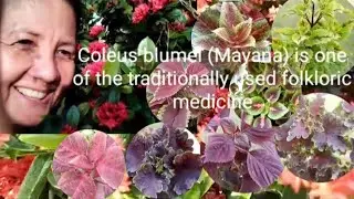 MOST POPULAR COLEUS (MAYANA) PLANT | My Mayana Collection || Nelly's Blogs Official