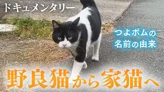 【保護から2年】大ケガをした野良猫が家猫になるまで【全記録】