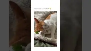 #bestmeow #cat #cat_features