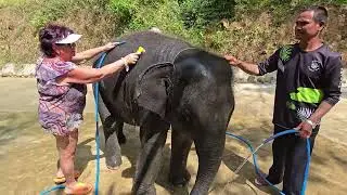 Patong elephant hug,Phuket,Thailand 21.january 2026 part 3