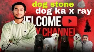 DOG & CAT KA X-RAY ❤️ | Dog Ko Stone Hai 🪨 | Pet X-Ray Report Explained | डॉग और कैट का एक्स-रे ❤️