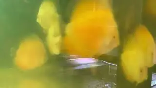 Vietnam imports - red melons 2.5 inch. Yellow melons 3.5 inch &pound;35 each @ Cheshire Oaks Discus fish