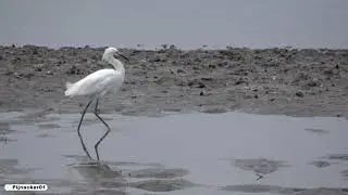 Birds of Upper Newport Bay Nature Preserve, Newport Beach, California