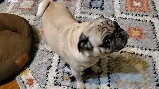 Pug Barking at nothing. Gater Pug