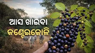 🌿BLACK  BERRY OF JUNGLE😋