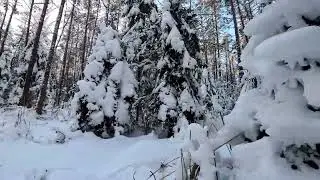 Lithuanian winter in the forest (-12C) / Lietuviška žiema miške (-12C) :)
