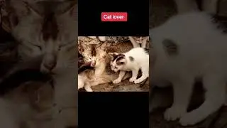 DOG and CAT louvers 💜💙🐈🐈🐈&zwj;⬛🐈&zwj;⬛#dog#dogs#best#viral#cat #catlover #doglover #dogandcatfriends