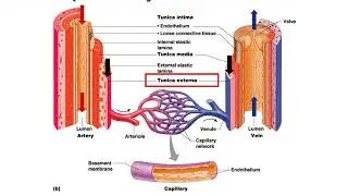 Microscopic Anatomy of Blood Vessels