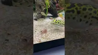 Pea puffer and Green Spotted Puffer Community Tank having Lunch 😋