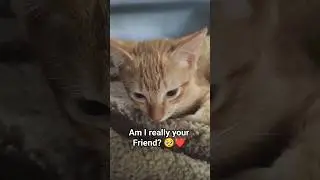 Я действительно твой друг? 🥹❤️