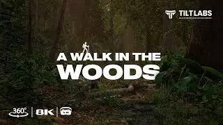 Stunning 8K VR 360&deg; Video - Walk in the Woods - Powered by Unreal Engine 5 | Tiltlabs