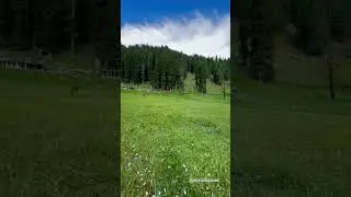Janshai meadows Kalam #swatvalley #subscribe #trending #viralvideo #shorts ..?