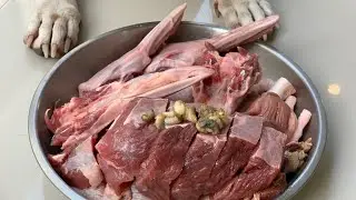 nomyen the Pit Bull eats 🐝Royal Honey Baby Bee, Duck Bill&Steak combo [ASMR] MUKBANG 犬が生の肉を食べる [咀嚼音]