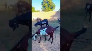 Low Cost Goat Farming// Goat Friendly Trees//بکری دوست پودے لگائیں //