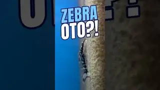 ZEBRA Otocinclus | ALGAE EATING FISH