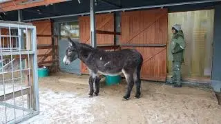 Russian army donkey retires in Moscow Zoo