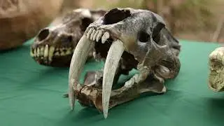 Waco Mammoth Had Best October in History